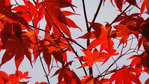 Low angle view of maple leaves