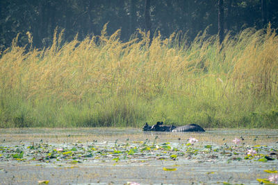 Side view of horse in the river