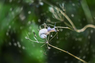 Snail on plant stem