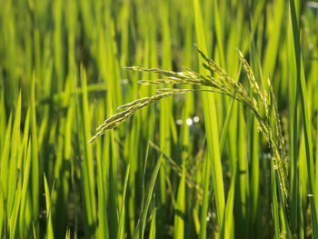 Close-up of wheat growing on field