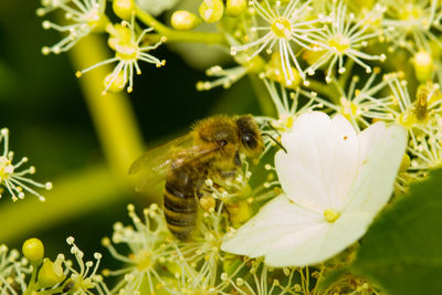 Close-up of bee pollinating on yellow flower