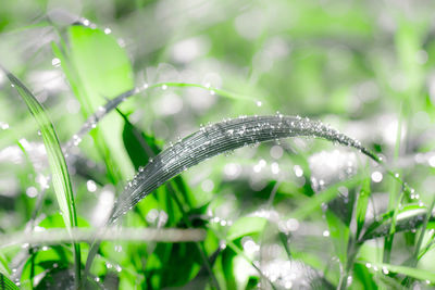 Close-up of grass