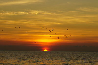 Birds flying over sea during sunset