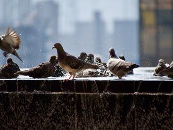 Flock of birds perching on railing