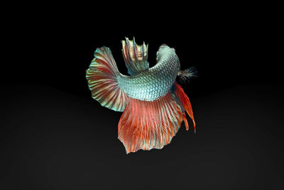 Close-up of lamp over black background