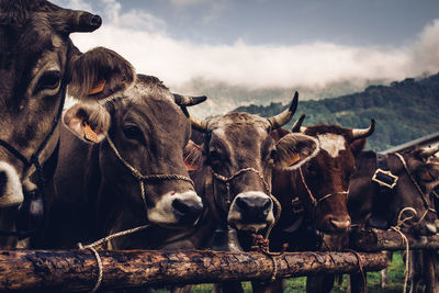 Cows fair of mountain breeders