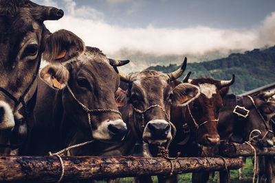 Cows in a field