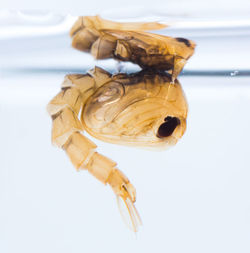 Close-up of drink against white background