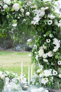 Close-up of white flowers