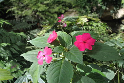 Close-up of pink flowers blooming in park