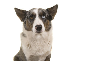 Close-up portrait of a dog over white background