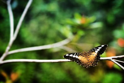 Close-up of butterfly perching on leaf outdoors