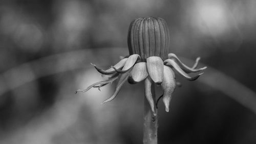 Close-up of wilted flower plant