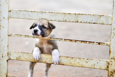 Dog standing on railing