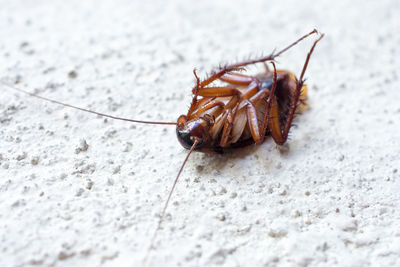 Close-up of cockroach