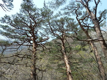 Low angle view of trees in forest