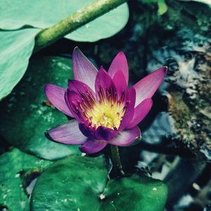 Close-up of pink water lily