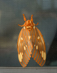 High angle view of orange horse