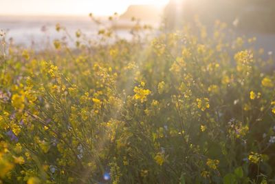 Yellow flowering plants on field against sky