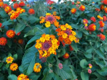 Close-up of orange flowering plants