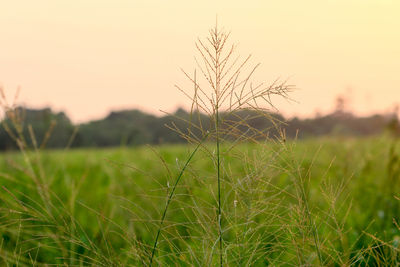 Close-up of grass on field against sky