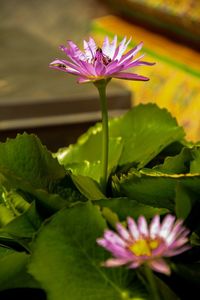 Close-up of flower blooming outdoors