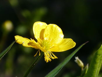 Close-up of wet yellow flower