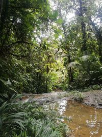 Scenic view of river amidst trees in forest