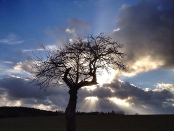 Silhouette of bare tree on landscape