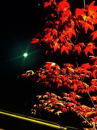 Low angle view of leaves at night