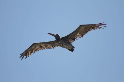 Low angle view of eagle flying against clear blue sky