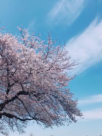 Low angle view of cherry blossoms against sky