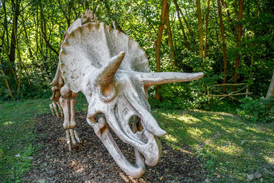 View of animal skull in park