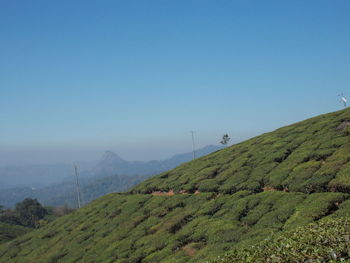 Tea crops in munnar hill station scenic view of landscape against clear sky