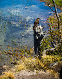 View of bird on lakeshore