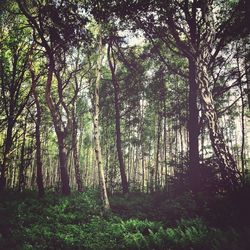 Trees in forest