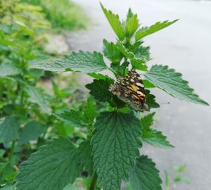 Close-up of butterfly on leaf