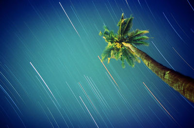 Palm tree leaves against blue sky