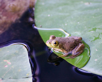 Close-up of frog in water