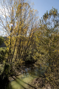 Trees growing by river against sky during autumn