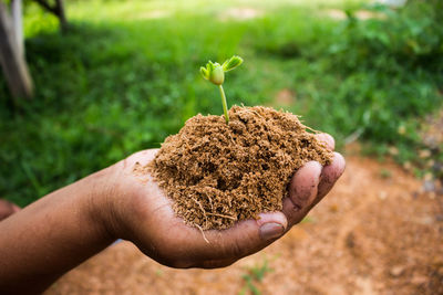 Close-up of hand holding plant