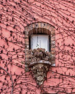 Close-up of building with pink wall