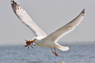 Close-up of seagull flying