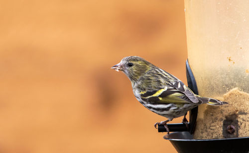 Close-up of bird perching on a feeder