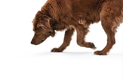 Horse against white background