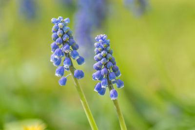 Flowering muscari in the spring garden, selective focus