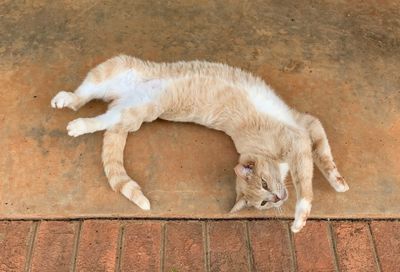 High angle view of a dog sleeping