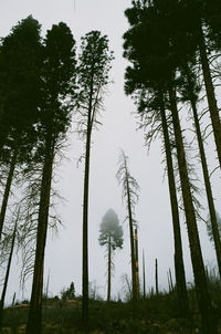 Low angle view of trees