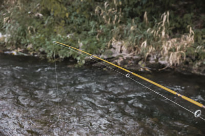 Close-up of plant in river