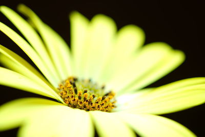 Close-up of yellow flower